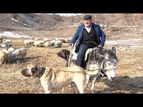 80 YAŞINDAKİ ÇOBAN DEDE ! TÜRKİYE'NİN EN YAŞLI ÇOBANI ASIM DEDE VE  KURTÇU ÇOBAN KÖPEKLERİ İLE KAVAL