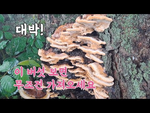 대박! 이 버섯보면 무조건 가져오세요 항암 면역력 장수한다