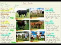 Beef Cattle Breeds and Characteristics