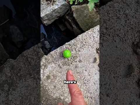 You Won't Believe How Many Times He Dropped That Candy! 🍬😱