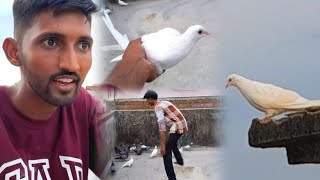 Full White Kabootar Pakda 😍 Catch New White Pigeon 