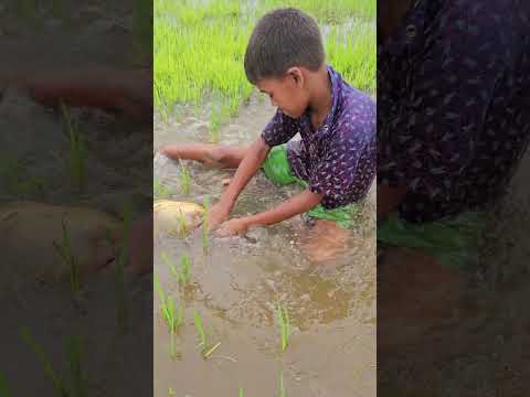 Traditional Hand Fishing Video #shorts