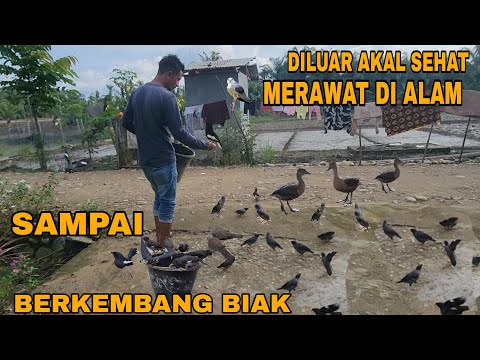 SULIT DIPERCAYA_MERAWAT BANYAK BURUNG TANPA SANGKAR DAN BERSARANG DIMANA-MANA