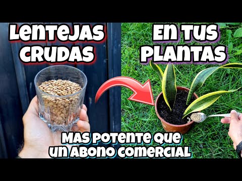 ENTIERRA LENTEJAS CRUDAS en tus PLANTAS y me darás las GRACIAS! Abono casero | Huerto urbano y Casa