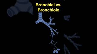TTCM Bronchial Bronchiole