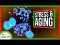 Understanding Oxidative Stress and Aging