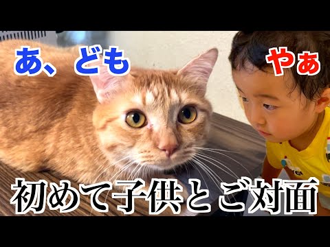 【異例のコラボ！？】初めて小さい子供と出会った猫