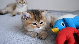 Cute kitten that exhausted itself playing tag...