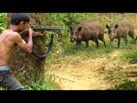 WILD BOAR HUNTING .01 BERBURU ROBOHNYA INDUKAN BABI HUTAN PEMAKAN BUAH SAWIT