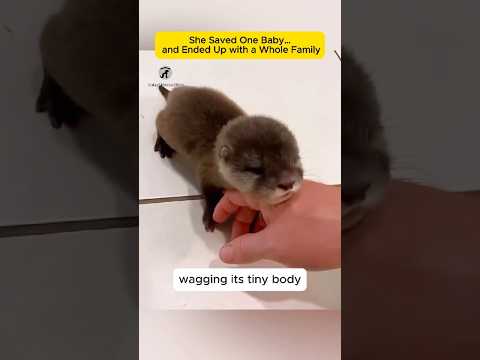 P38 - She Saved One Baby…and Ended Up with a Whole Family | Animal Rescue Story