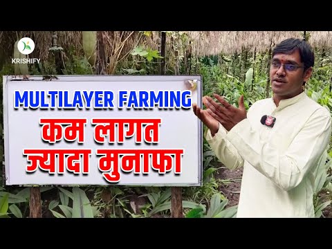 क्या होती है मल्टीलेयर फार्मिंग?, Benefits of Multilayer Farming | Akash Chourasiya