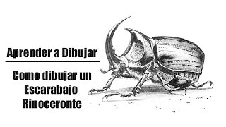 Como dibujar un escarabajo rinoceronte paso a paso