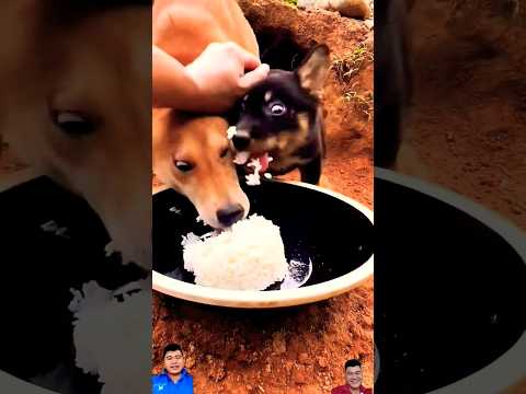 breakfast for puppies #shorts