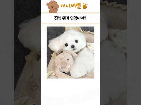 심쿵사 가능한 귀여운 동물 모음 293탄