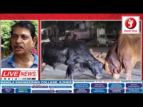 शहर में सांडों का आतंक जानलेवा लड़ाई बन रही खतरा