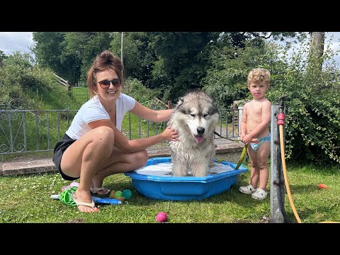 Giant Sulking Malamute Hates Bath Time But Baby Helps Him! (So Cute!!)