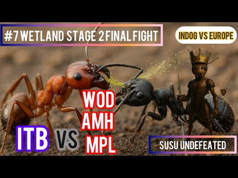 #7 WETLAND | FINAL WAR | ITB VS 3 ALIANCE | NEVER SURRENDER