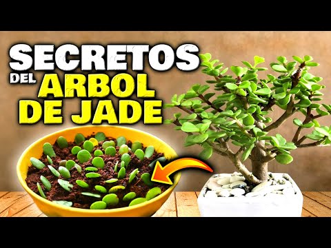 Lo que NUNCA TE CONTARON del ÁRBOL DE JADE o ÁRBOL DEL DINERO | Secretos de la Planta de Jade