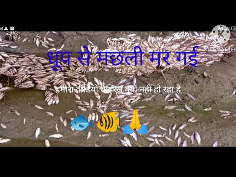 हमारे यहां सारी मछलियां तड़प कर मर रही है🙏👍🥱# blog# video 👍