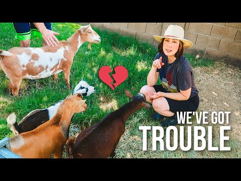 Breeding Season Starts, & We Have To Say Goodbye