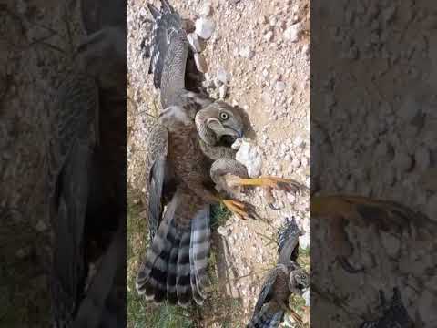 Failed predation attempt