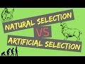Understanding Evolutionary Selection