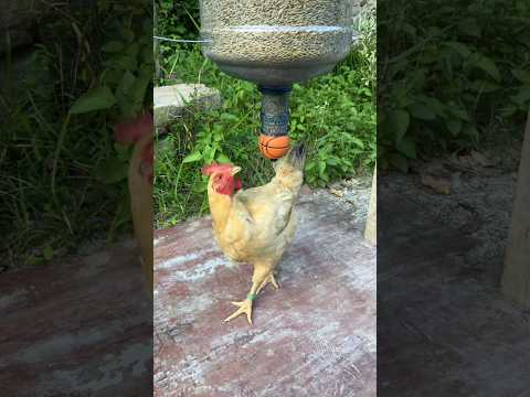 Well trained chickens #tricks #smart