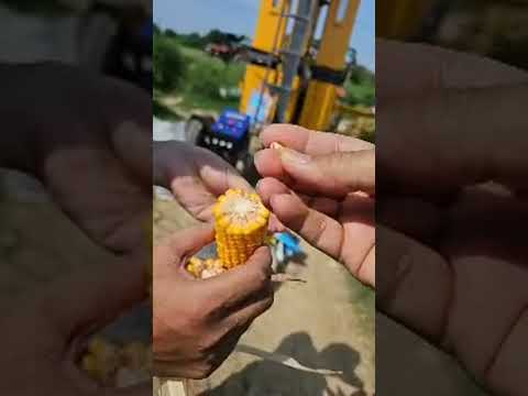 Live Silage Making