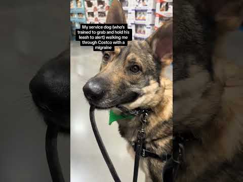 This way, mom! Lucifer the service dog holding his leash to alert to a migraine while shopping
