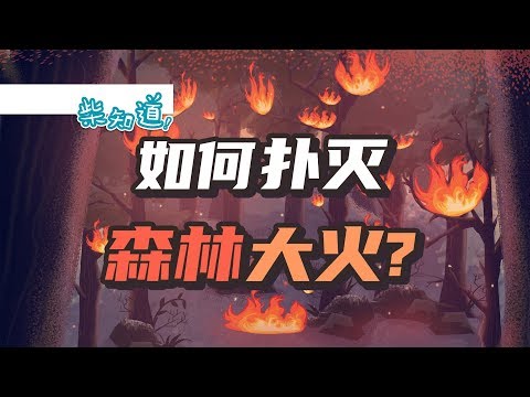 如何扑灭一场森林大火？How to put out a forest fire?丨科普丨冷知识丨柴知道ChaiKnows - YouTube