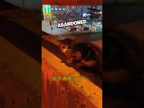 This man was angry when he saw a dead cat 🥺💕 #heartwarming #wholesome #straycat