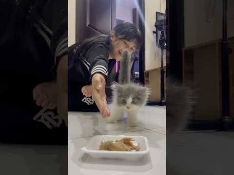 Kepada pangeran cico harap makan🤣
