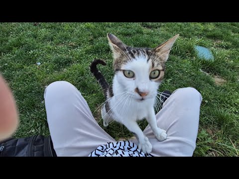 The street cat that gets excited and climbs onto my lap every time it sees me.
