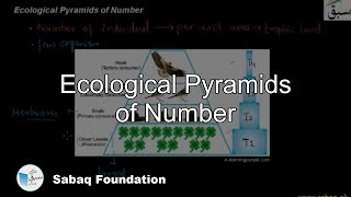 Ecological Pyramids Number