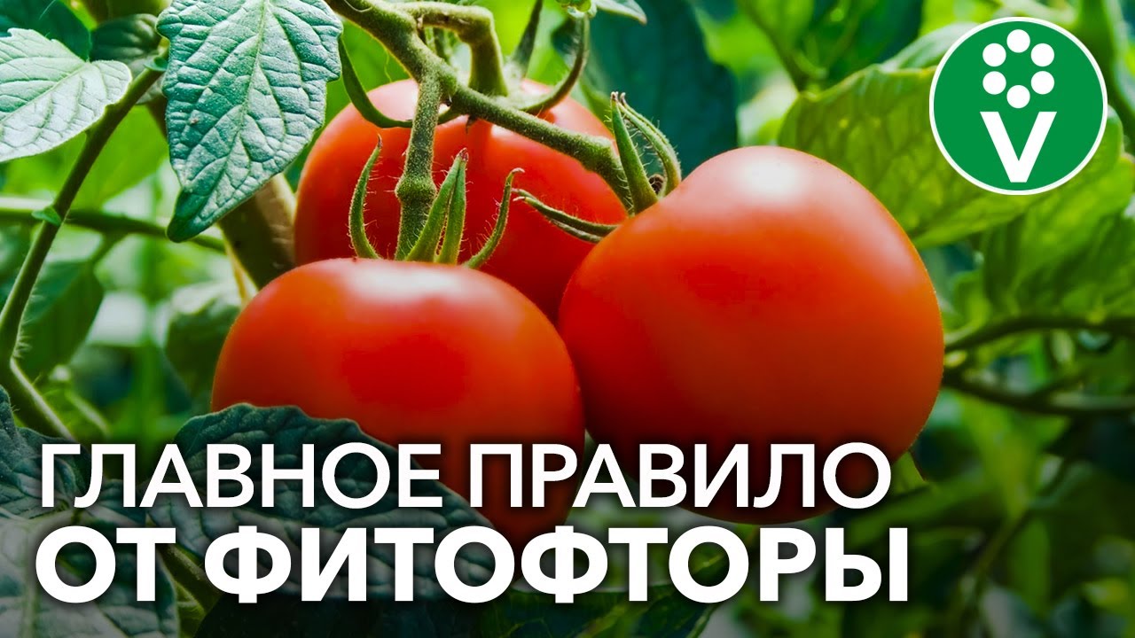 На томатах в сентябре нет фитофторы без единой обработки, а все благодаря простому приему