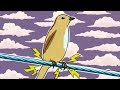Comprensión de las Aves y las Líneas Eléctricas