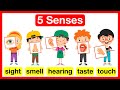 Understanding the Five Senses
