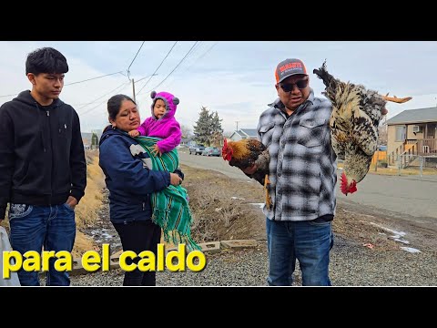 Que buenas Gallinas Compramos hoy amigos bien gordos y criados con maíz 🌽