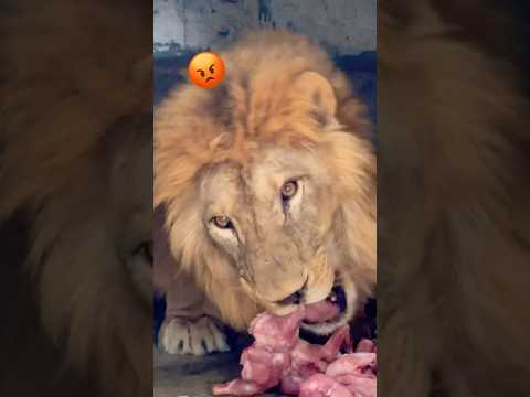 Lion 🦁 King #wildlife #animals #bigcat #shortvideo #tiger #wildliferescue #zoo #lion 😱