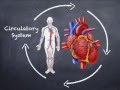 Exploring Human Body Systems for 7th Grade