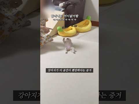 강아지가 이 공간이 편안하다는 증거