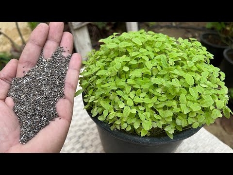اسهل بذور تزرع بالمنزل مفيدة ومزهرة وتصلح للزينة سريعة النمو وسهلة العناية🌿 زراعة بذور الشيا