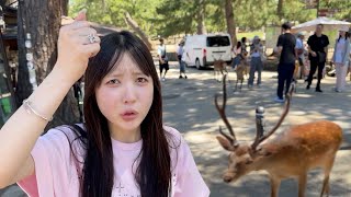 夫婦で鹿をいじめる外国人観光客を撃退してみた【奈良公園】