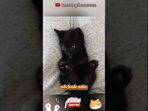kucing ini kaget punya kaki 4 ‼️