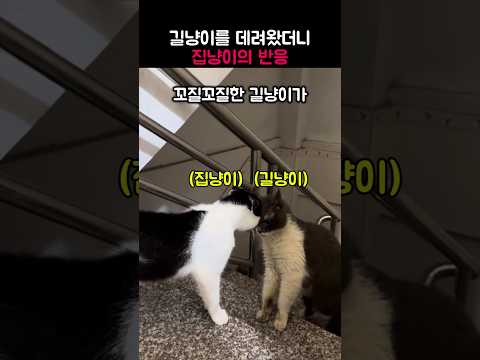 길냥이를 만난 집냥이의 반응