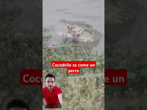 cocodrilo se come un perro ? #shorts #cocodrilo #animalshorts #parati #fyp #foryou #tiktok #viral