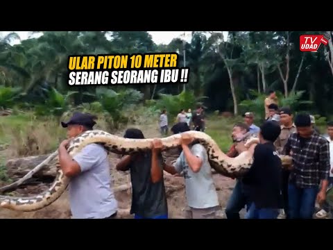 Geger!! Seorang Ibu Diserang Ular Piton Raksasa Saat di Kebun Belakang Rumah, Untung Bisa Selamat