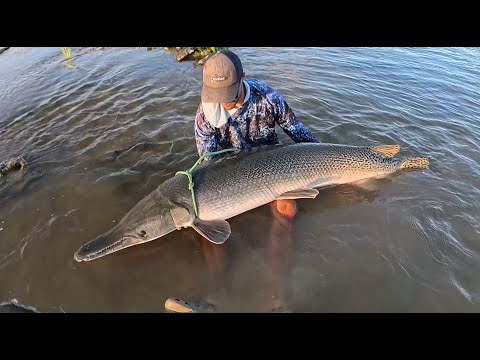 Catching Alligator Gar Below Crowded Spillway