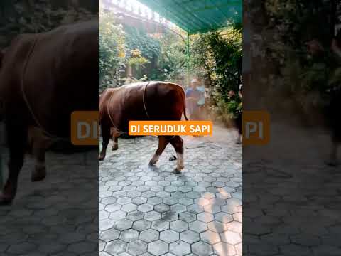 PINGSAN ADU KEPALA SAMA SAPI #viral