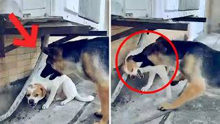 Pastor Alemán ATACA a un perro por esto! 😨